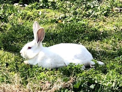 Продаются кролики куйонлар сотилади