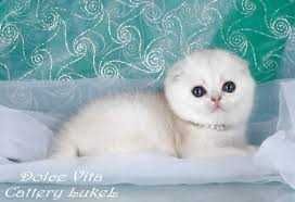 Skotish fold shinshilla скоттиш фолд шиншилла narxi bulishi