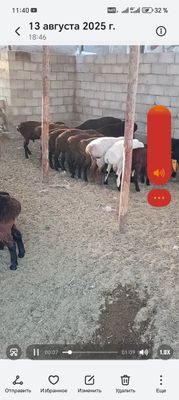 Кучкорлар сотилади хаммаси