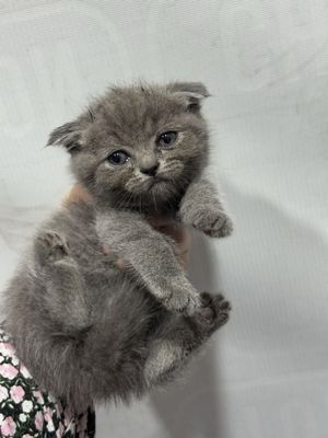 Mushukcha scottish fold sotiladi