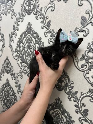 Котята в добрые руки приучены к лотку