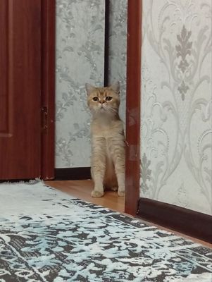 Продам шиншилла золотистий