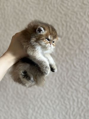 золотистый шиншилла девочка