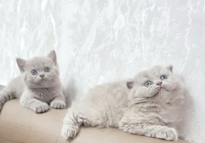 Чистокровные Шотландские котята,ПРАВИЛЬНАЯ ВЯЗКА