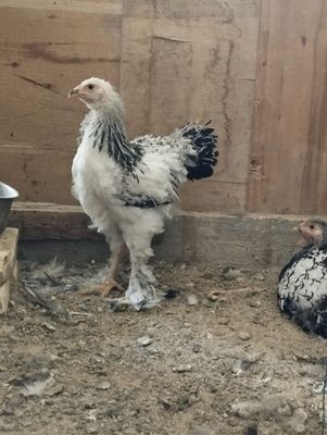 Svetliy brama juja sotiladi