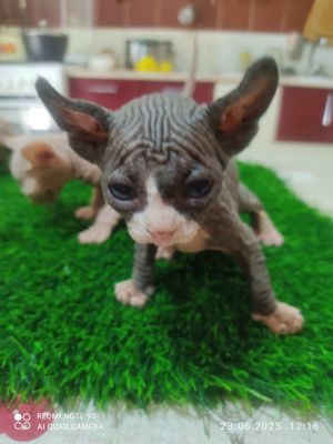 Котята канадский сфинкс
