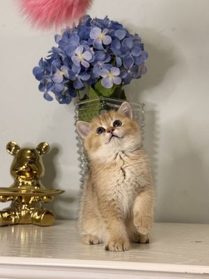 Золотая шиншилла
