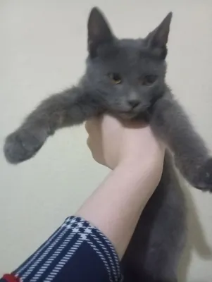 Домашняя кошка на хорошие руки