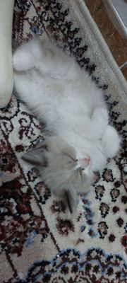 Scottish Fold Heyland mushuk bolalari