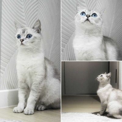 CКИДКА: Золотая шиншилла. Golden chinchilla NY12