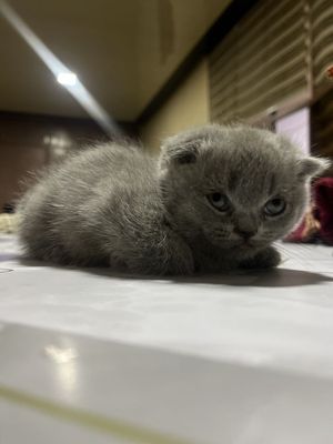 Скоттиш мушуклар
