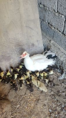 Продаются индоутка с утятами