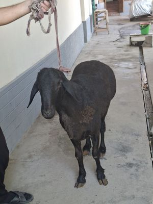 Qoʻy Sotiladi uyda boqilgan