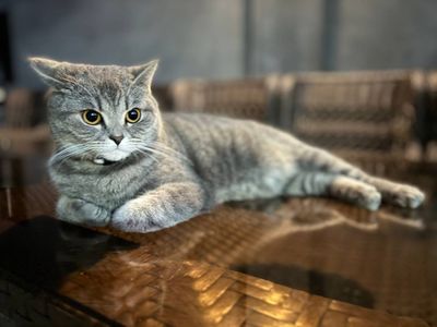 Вислоухая шотландскоя