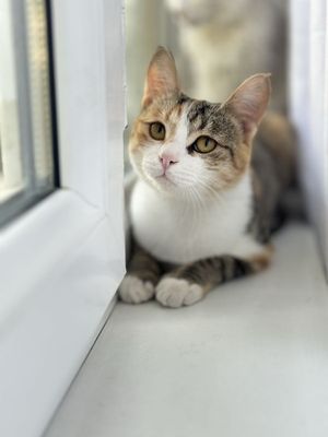 Отдадим 5 месячный котенку на хорошую руку