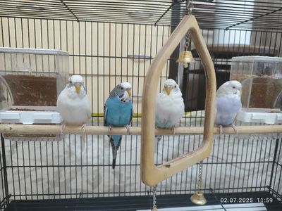 Продам волнистых попугаев
