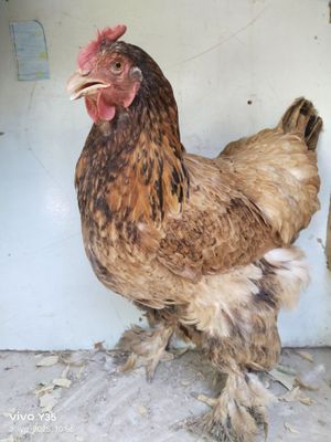Brama tovuqlar 170000 soʻm