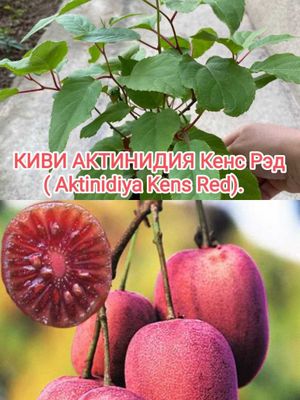 Растения.Ор-р Трансп.институт.Есть доставка