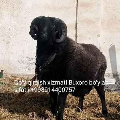 Qoʻy qirqish xizmati Buxoro boʻylab sifatli