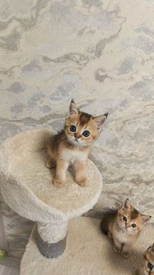 Продается котенок шиншилла