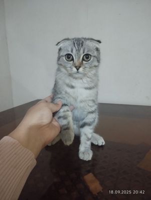 Mushuk sotiladi tozza parodali