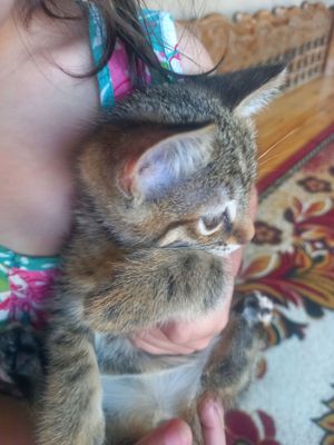кошка для добрых рук