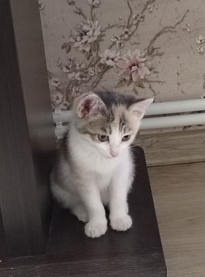 Продам котят метисов