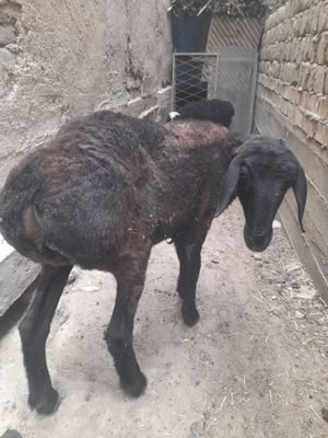 Она бола куй сотилади