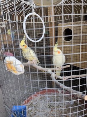Karella qushlar sotiladi