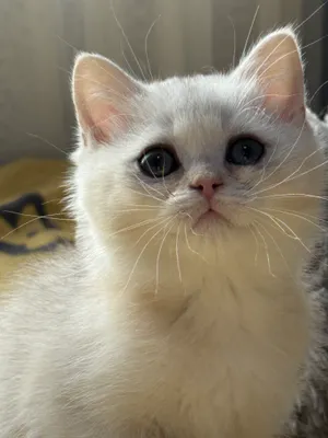 Продается шикарный мальчик. Игривый , Ласковый .