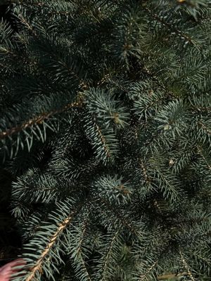 Colorado Kolkata archasi