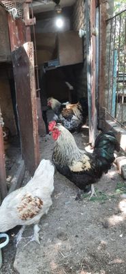 Продаётся петух полтора года