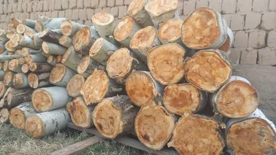 Ўтин сотилади. Кўк терак. 1 мошинга яқин.