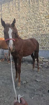 Toy sotiladi xali yoshiga