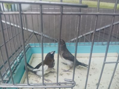 Амадина японский параси клеткаси билан.