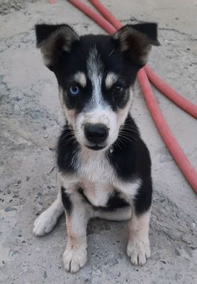 1 oylik parodasi toza XASIKI