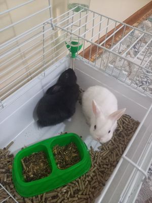 Quyonlar sotiladi, juft, qafasi bilan