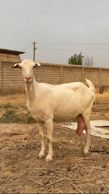 Zanen echkilarimiz “Basmala farm” fermasidan