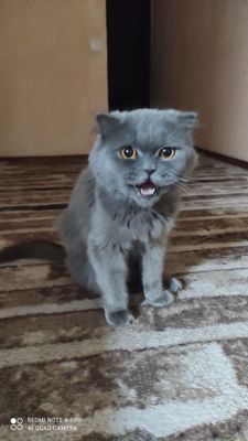 Скотиш Страид Зоти