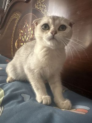 Серебристий шиншилла сотилади