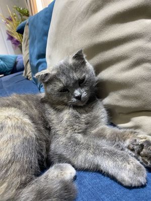 Породная кошка скоттиш фолд