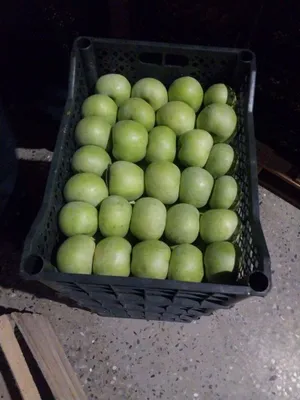 semernka olma xaladenikda turibdi sotiladi