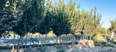 sada qayragach ( chinni gunum)