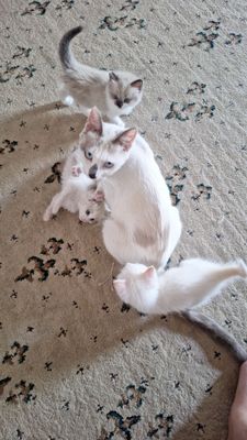 Сиамские котята.