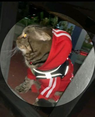 животное вязка