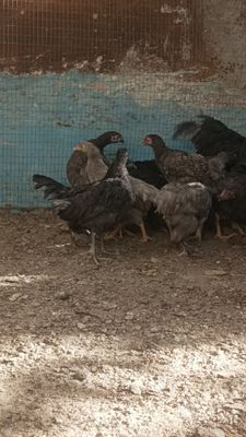 Joja 4-5 oylik vaksina qilingan