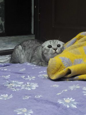 SOTILADI Кошка скотиш фолд шиншила