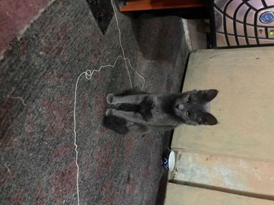 охотничьи котята, не для игр!