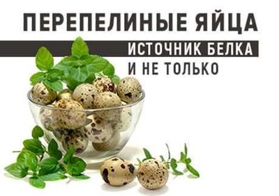 Перепелиные яйца источник белка и не только