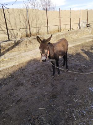 Arava va eshagibilan billa sotiladi